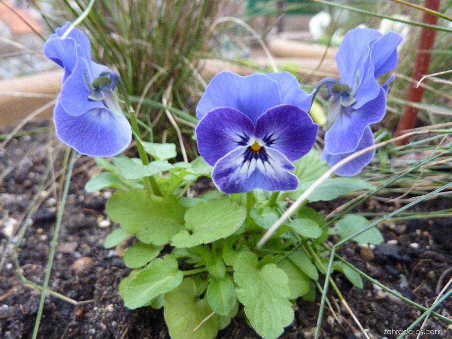 Violka rohatá 'Blaue Schönheit'