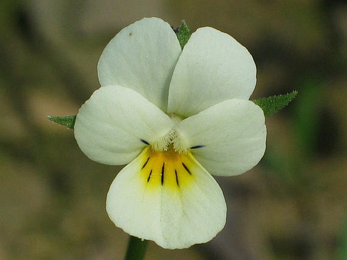 Violka rolní (Viola arvensis)