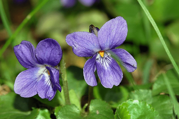 Violka vonná (Viola odorata)