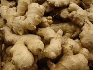 Zazvor Zingiber officinale
