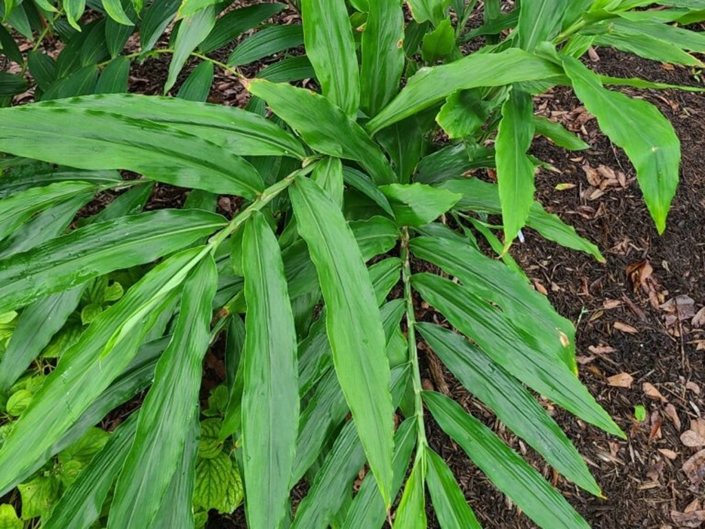 Zázvor (Zingiber officinale)