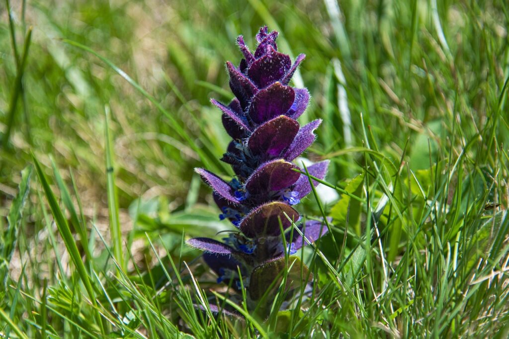 Zběhovec jehlanovitý Ajuga pyramidalis