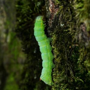 Píďalka podzimní housenka