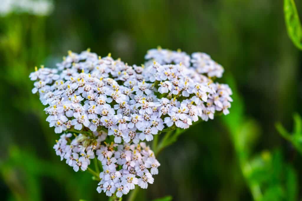 Řebříček sličný Achillea nobilis