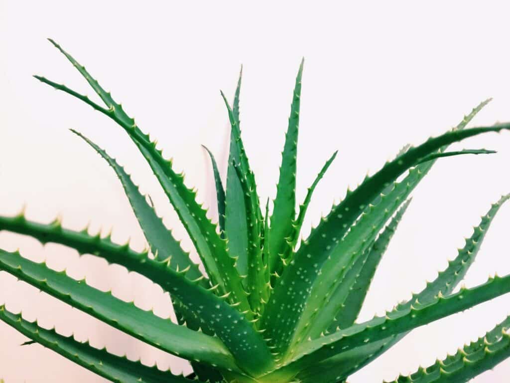 Aloe Vera green leaves on white background