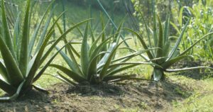 aloe vera