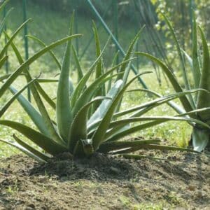 aloe vera