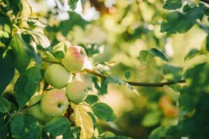 Jak se zbavit mravenců 39 Svilušky na jabloni