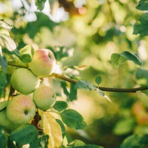 Svilušky na jabloni