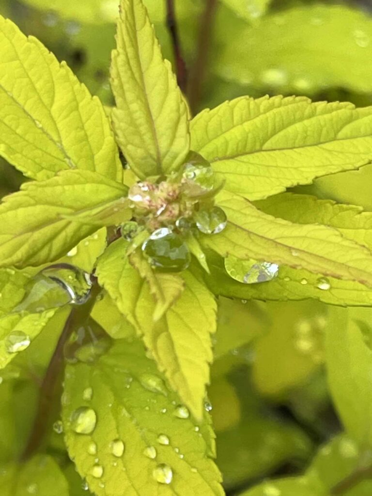 Čechrava za deště