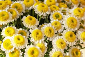 Vratič květ Tanacetum