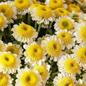 Vratič květ Tanacetum