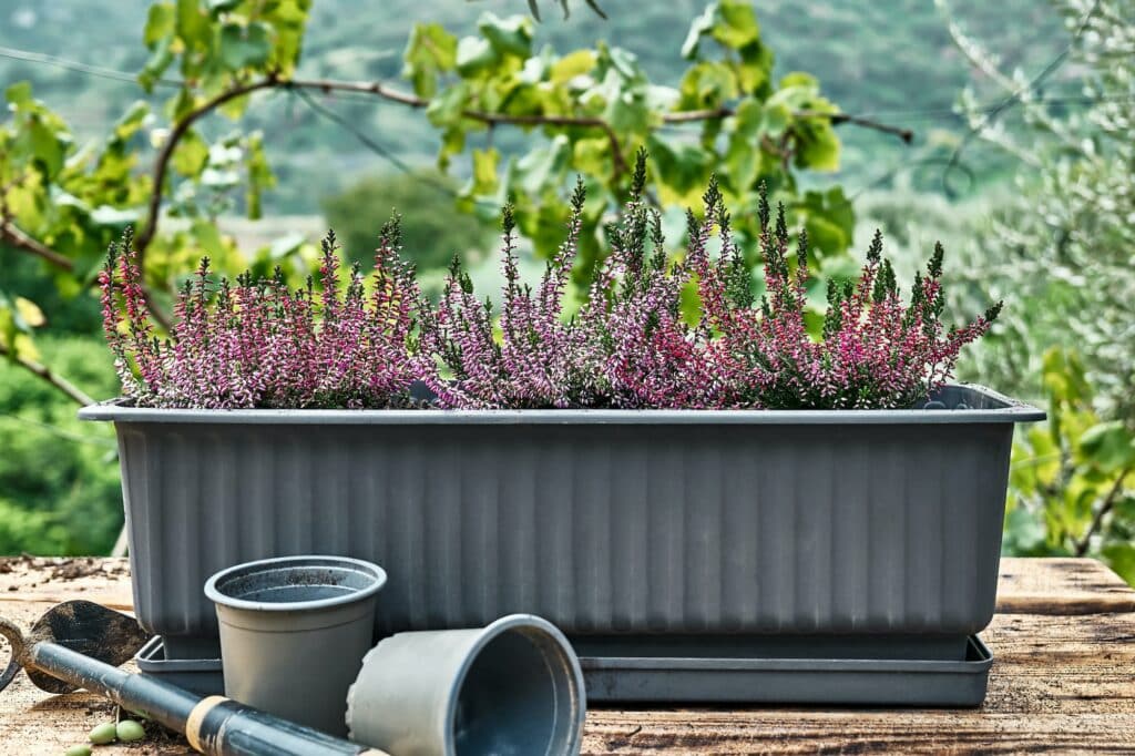 Trvalky - vřes v truhlíku