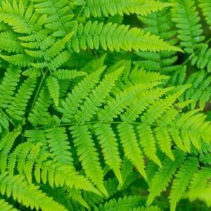 Kapradiny zelené