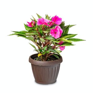 Netýkavka v květináči impatiens