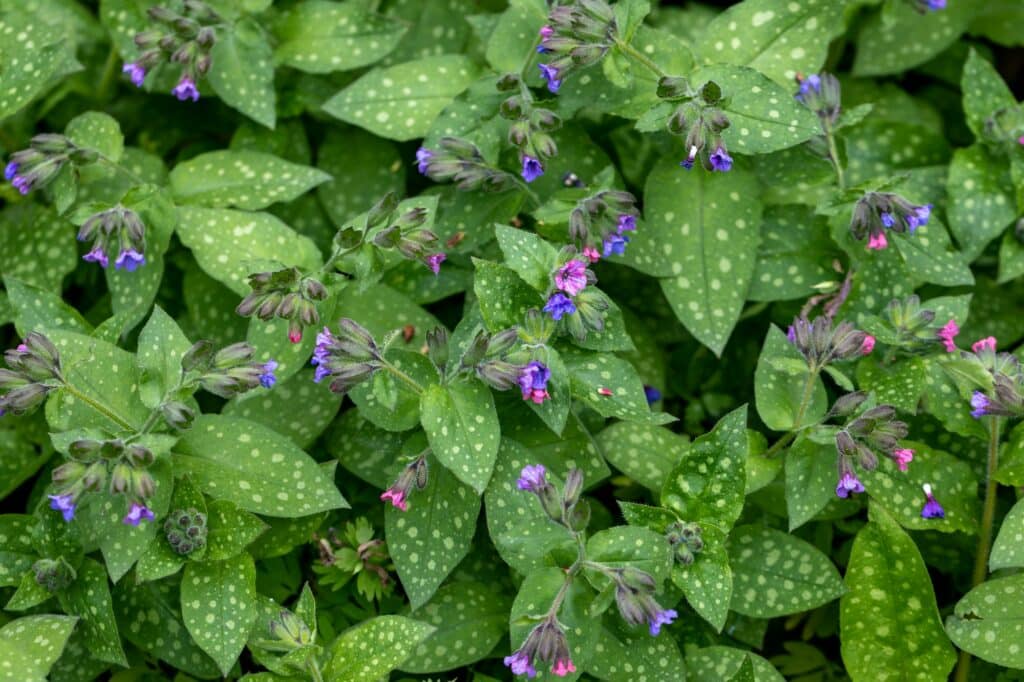 Plicník lékařský pulmonaria