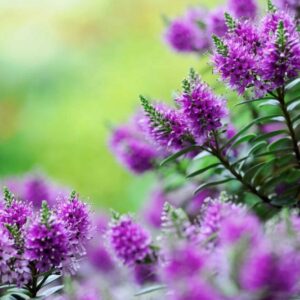 Rozrazil květ Veronica