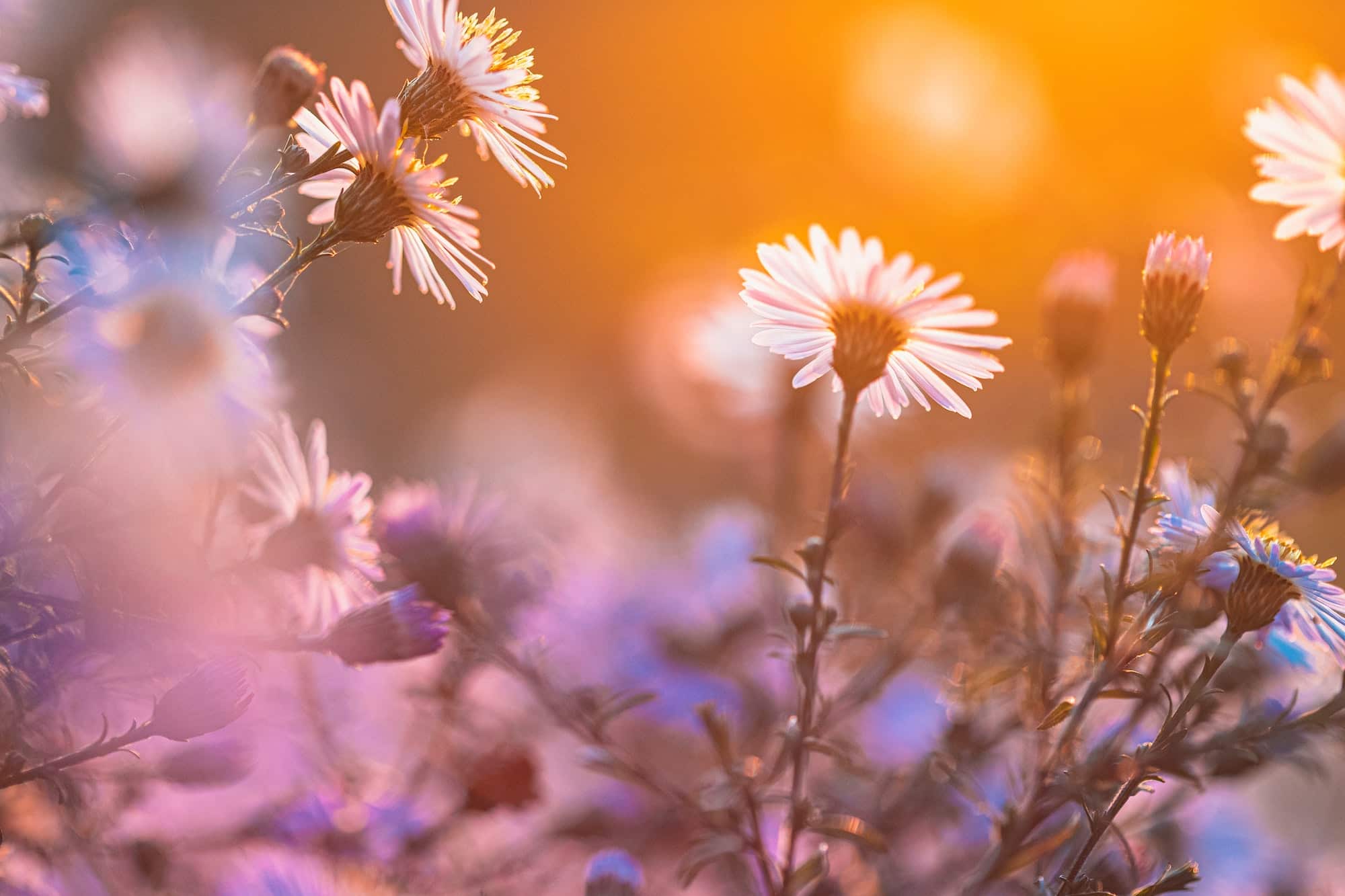 trvalky - hvězdnice