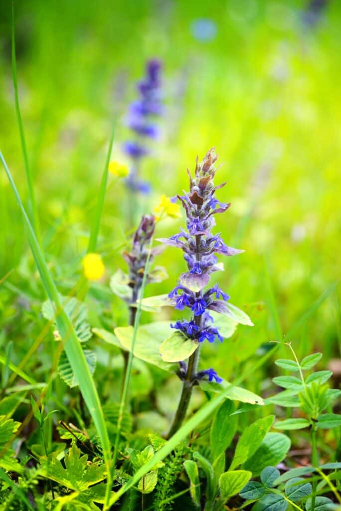 Zběhovec plazivý kvetoucí