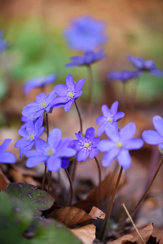 Blooming in the spring forest Hepatica nobilis