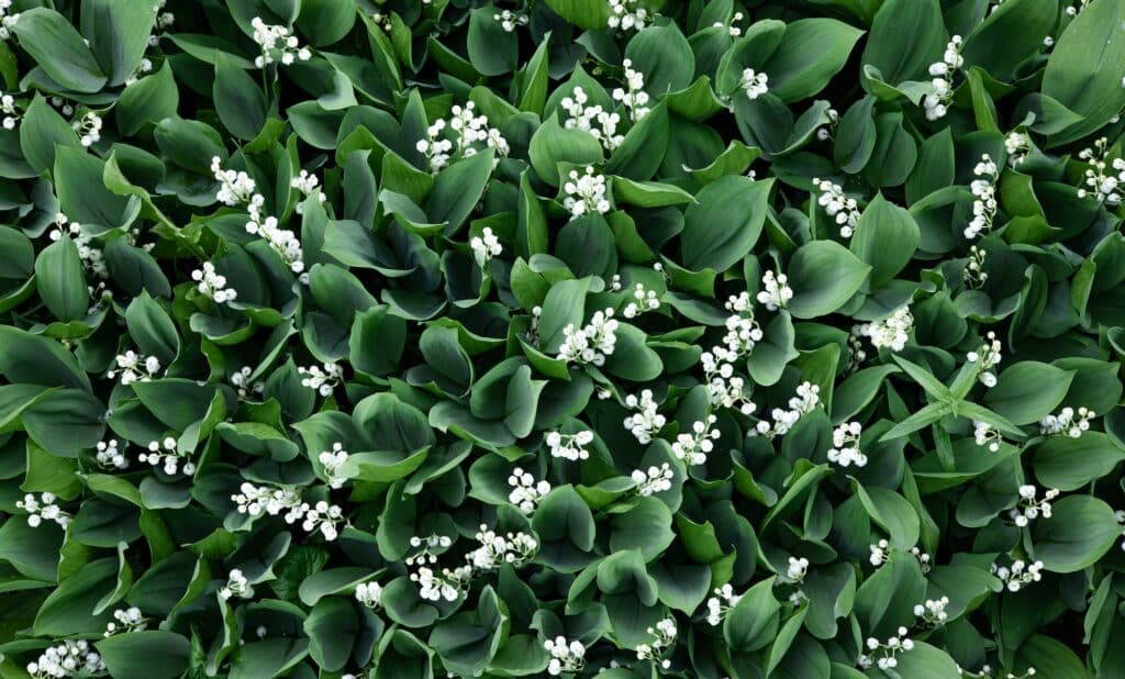 Trvalky - konvalinka