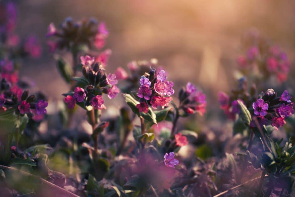 Plicník lékařský kvetoucí Pulmonaria