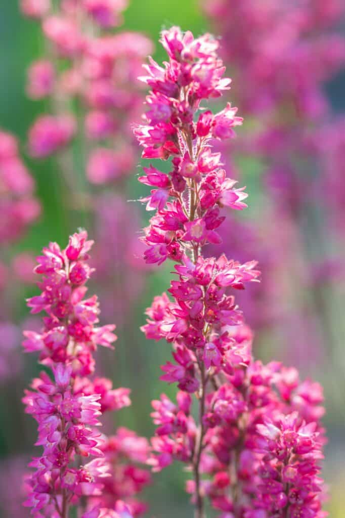 Dlužicha 1 Dlužicha purpurová Heuchera
