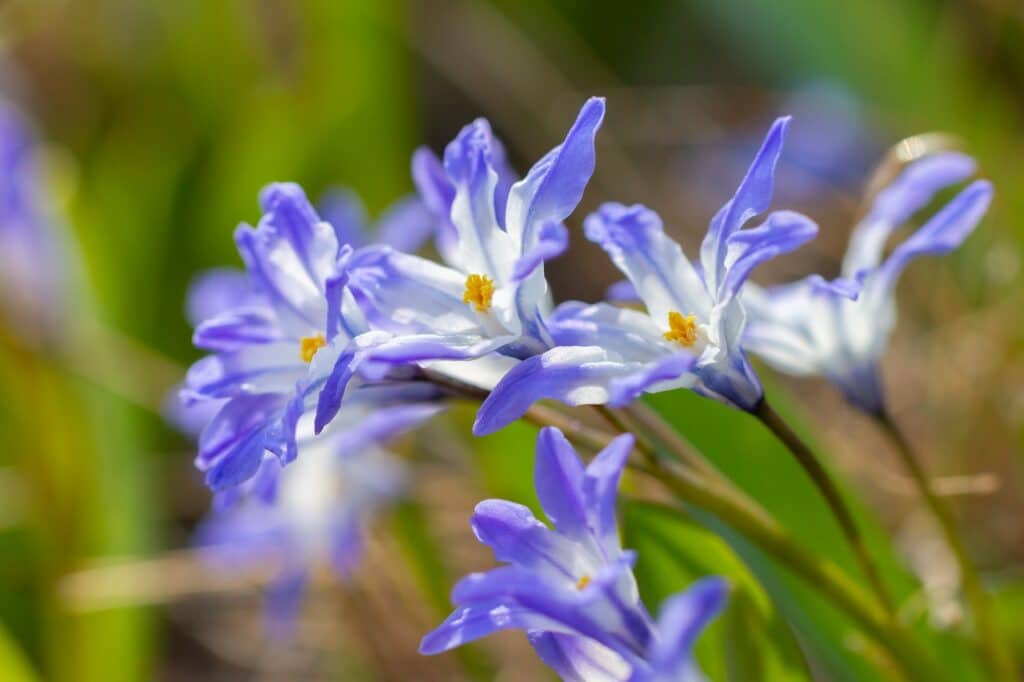 Jarní trvalky - Ladoňka