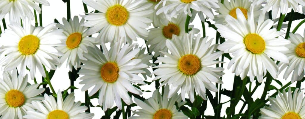 Bouquet of daisies
