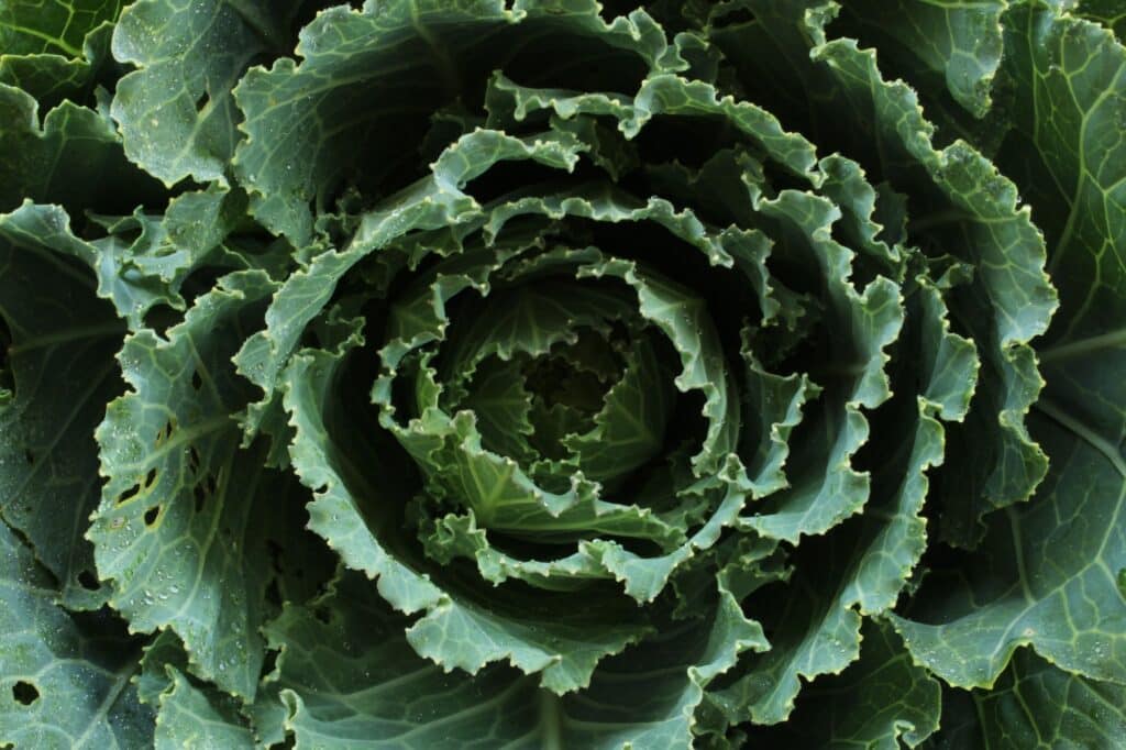 Brukvovitá zelenina - zelí