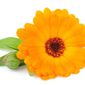 Měsíček lékařský