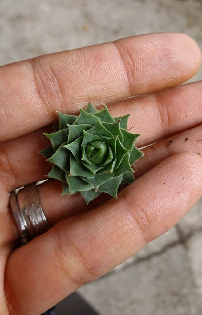 Close-up image of hand holding a small succulent plant.