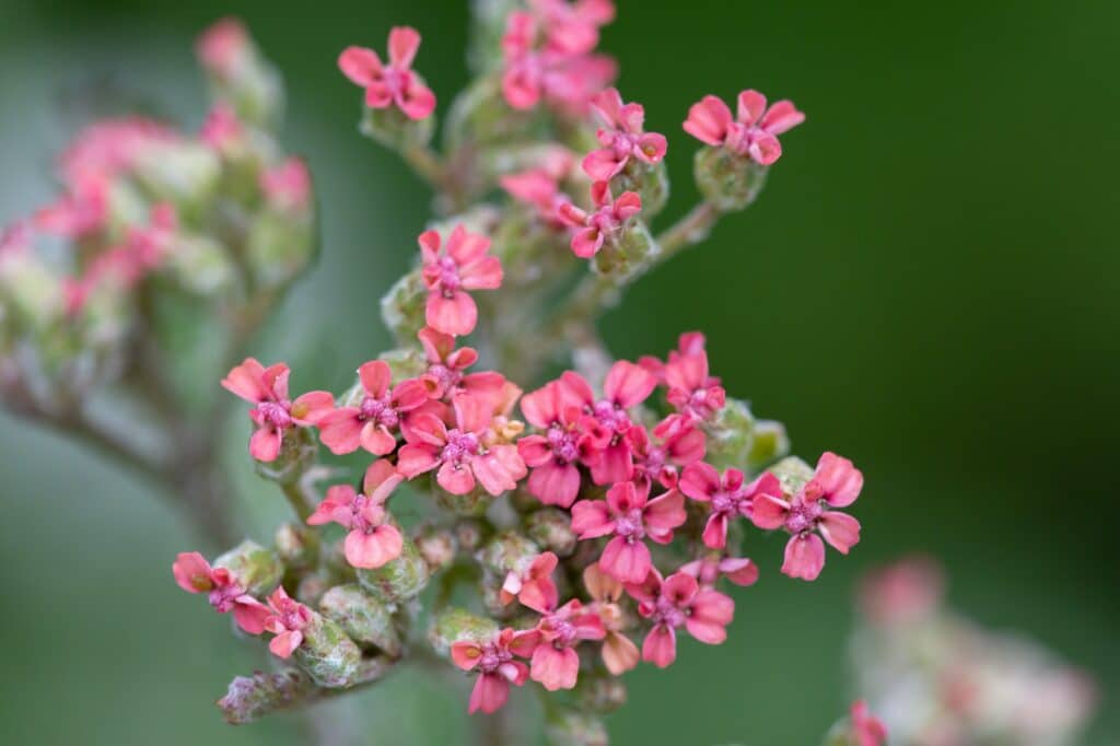 trvalky - řebříček