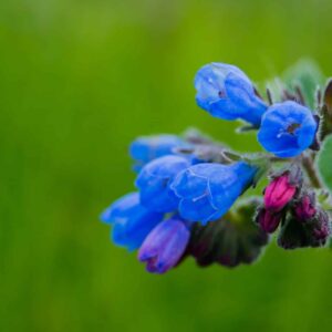Plicník lékařský pulmonaria officinalis