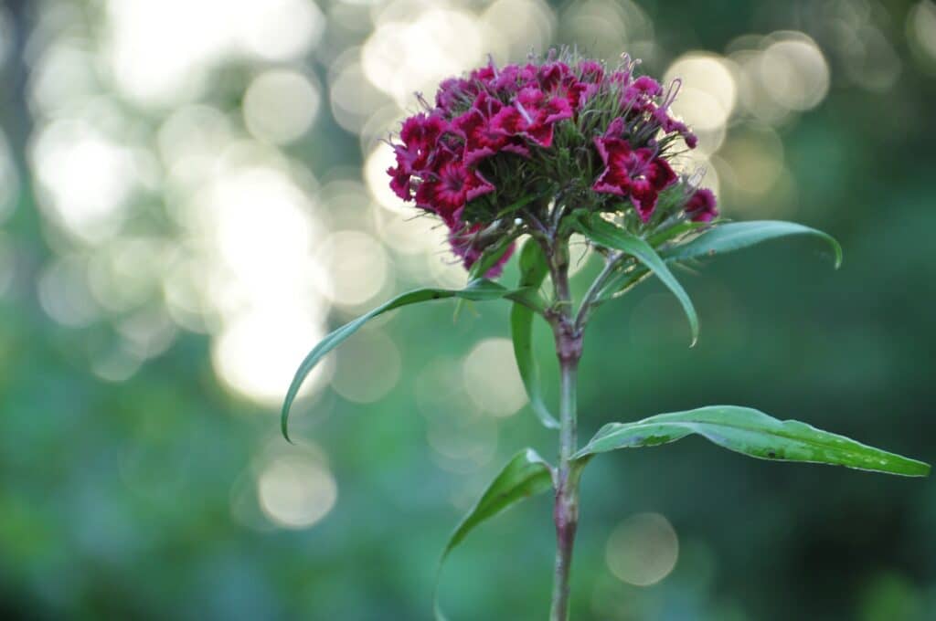 Hvozdík Kartouzek Dianthus barbatus