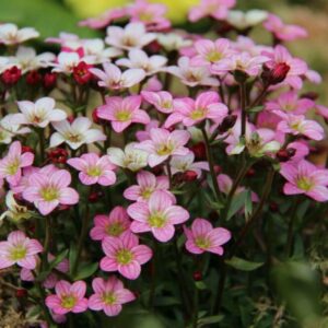 Lomikámen Saxifraga