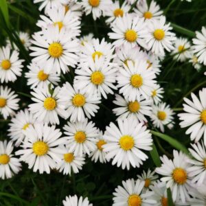 Sedmikráska bellis perennis