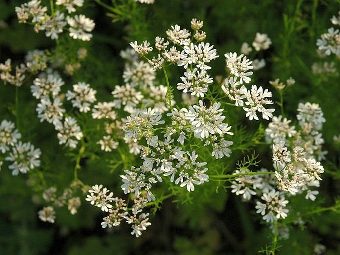 Koriandr setý (Coriandrum sativum)​