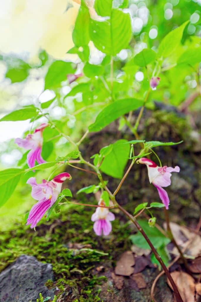 Couple love parrot flowers or Impatiens psittacina.