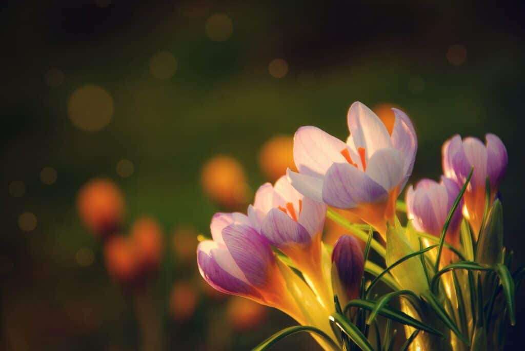 Jarní trvalky - krokusy