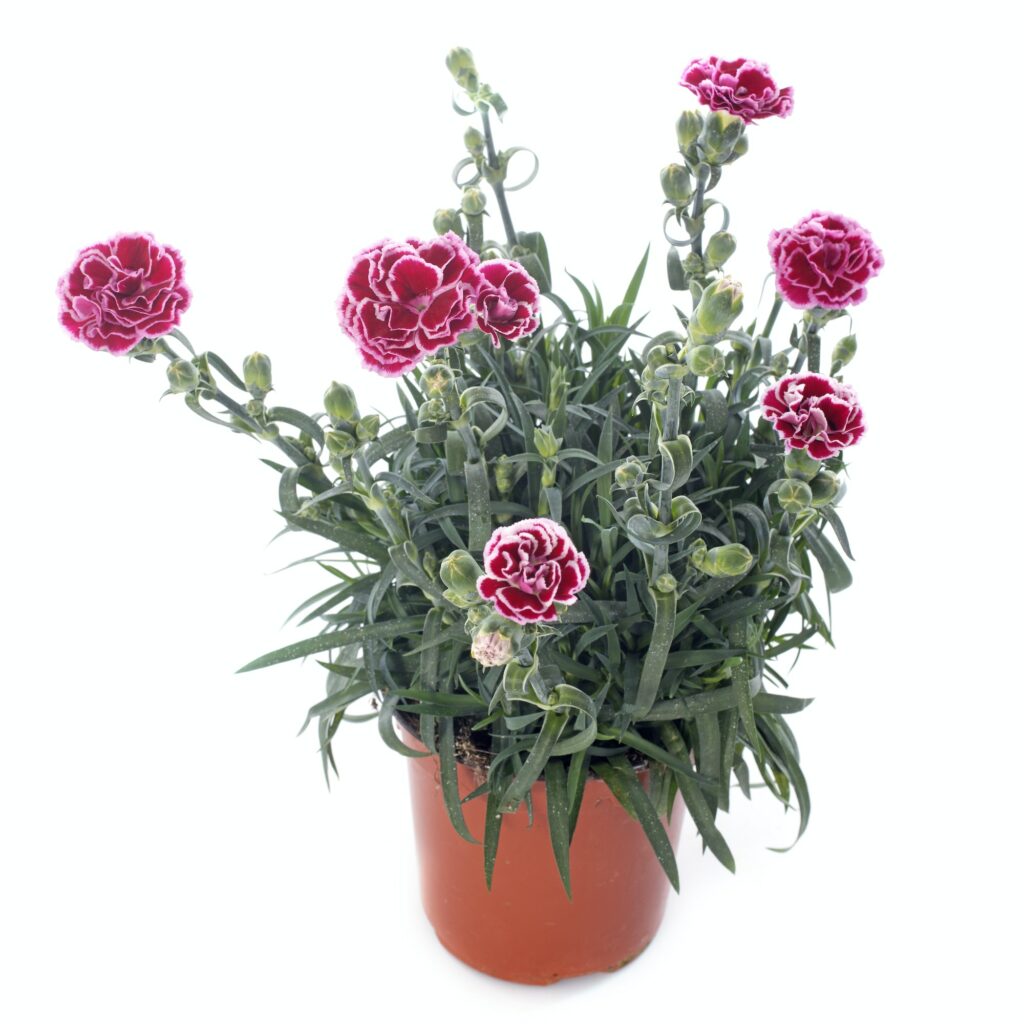 Hvozdík zahradní Dianthus caryophyllus