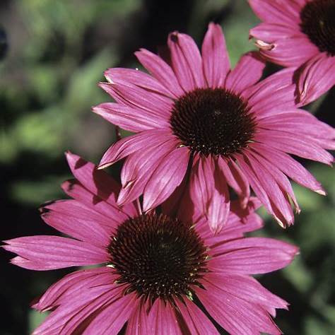 Echinacea 2 Echinacea (Třapatkovka nachová – Echinacea purpurea)