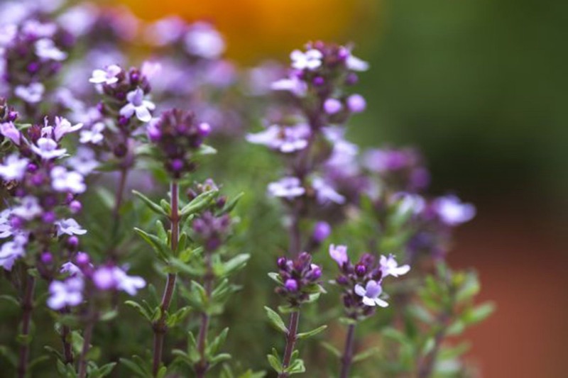 Thymus vulgaris (Thymus vulgaris)