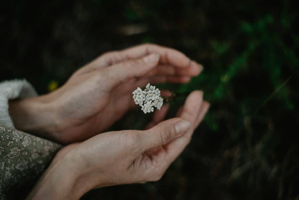 Řebříček v dlani