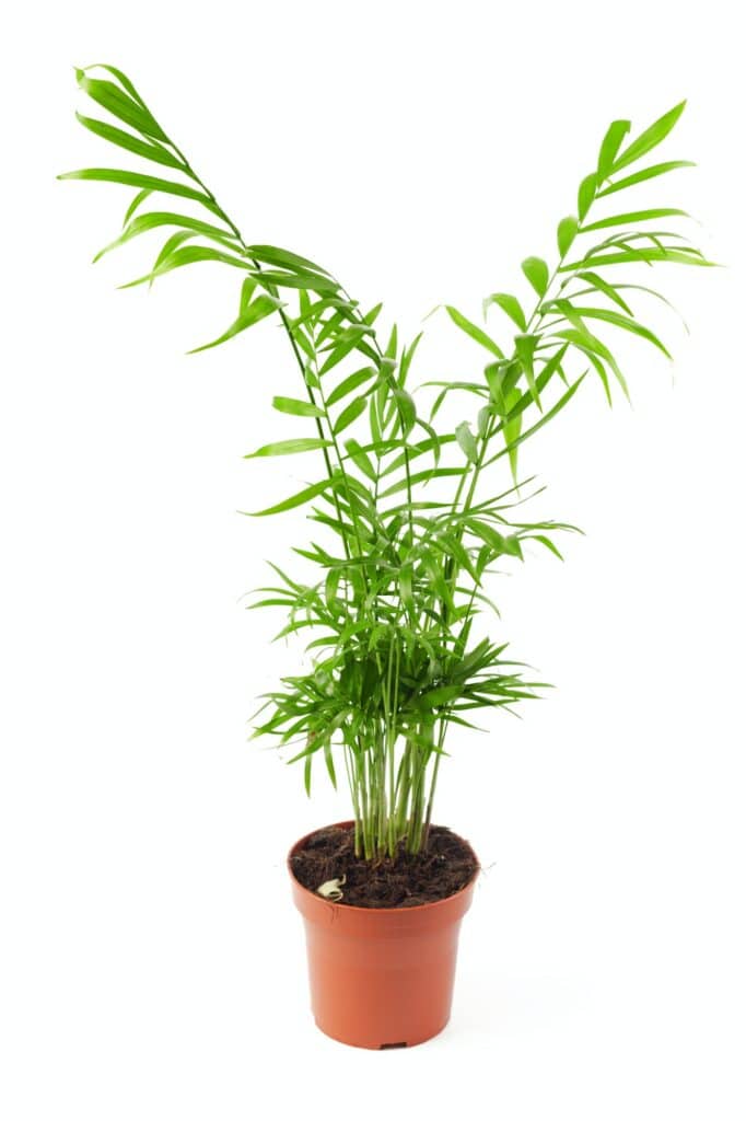 Kapradiny v květníku