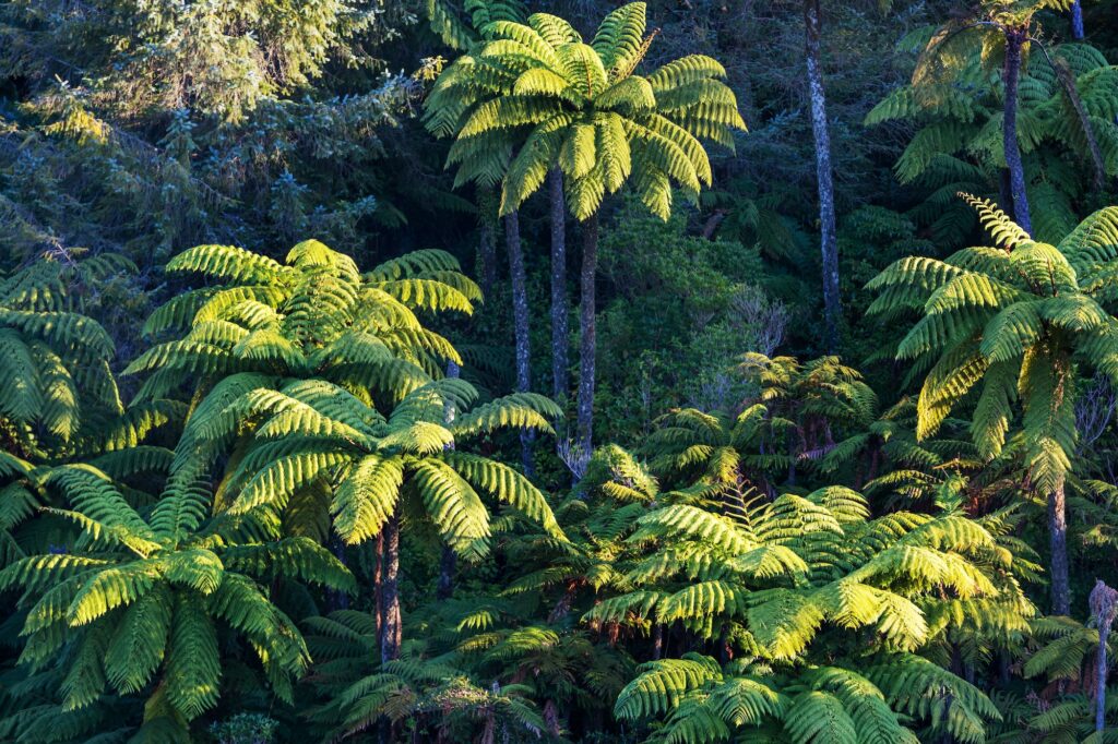 Fern tree