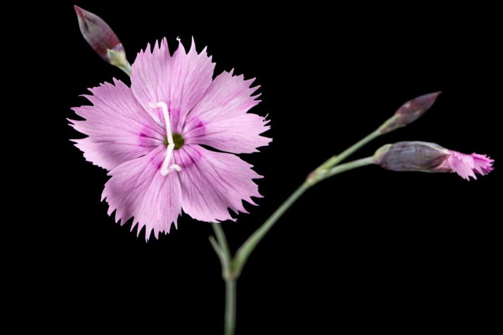 Hvozdík kropenatý Dianthus deltoides