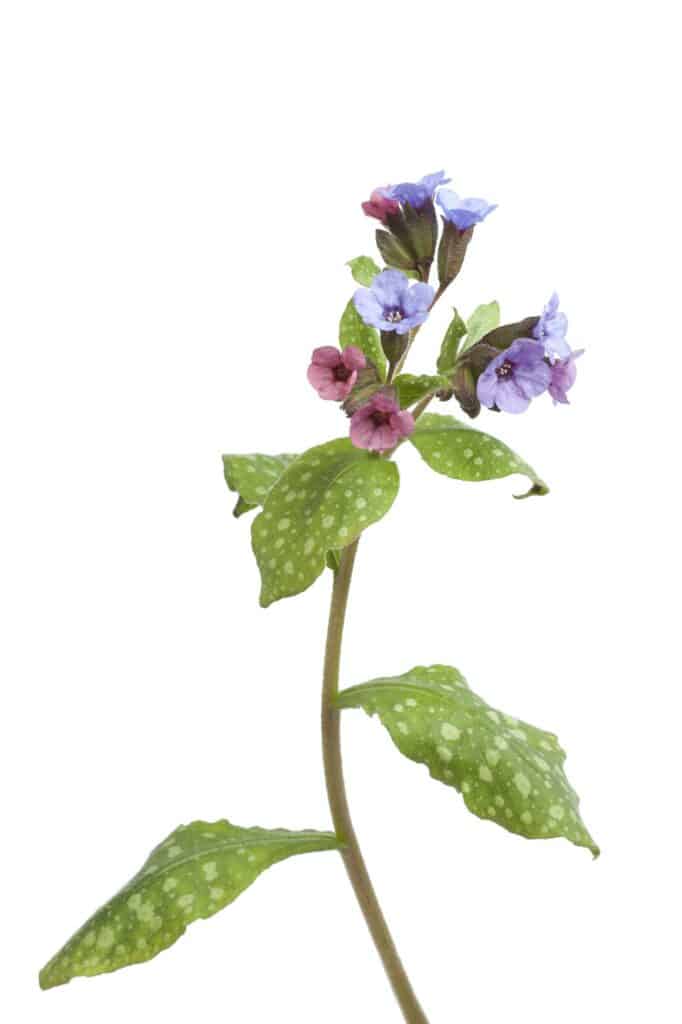 Plicník lékařský pulmonaria