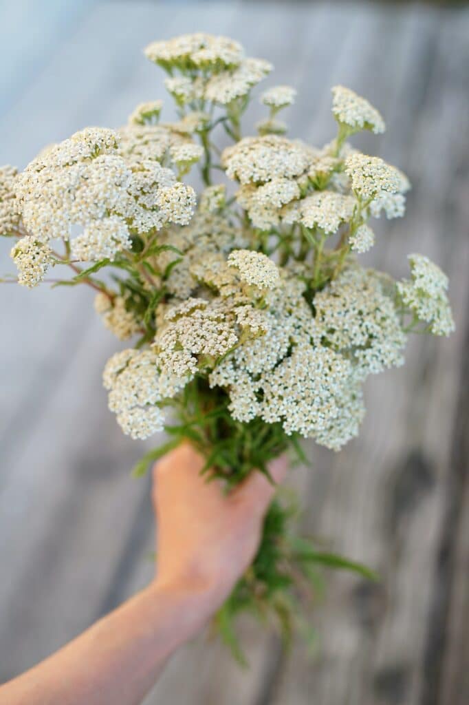 Řebříček obecný Achillea millefolium