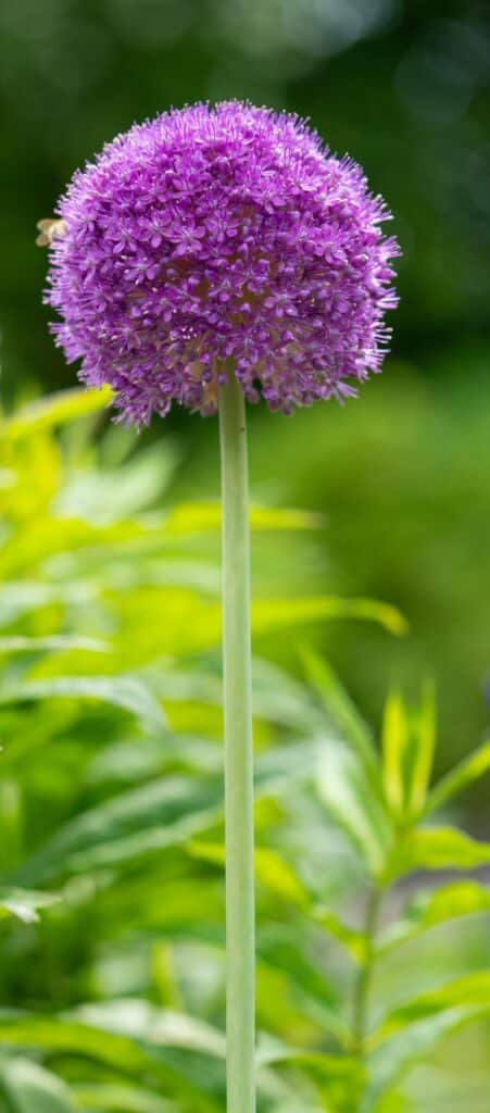 Giant onion, Allium giganteum